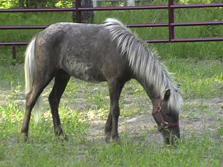 Chocolate ~ Mini 1999 gelding 36" tall
