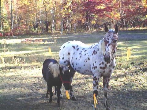 Baby ~ 2000 Reg. Appaloosa stud colt & Chocolate