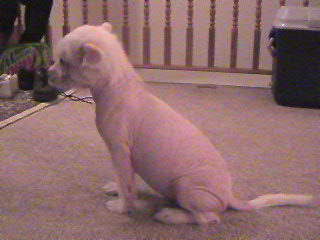 Harry 10 weeks $300