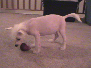 Harry 10 weeks (Harry is $300)