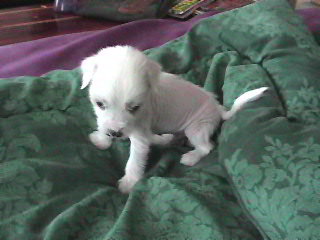 Harry 4 weeks (Harry is $300)