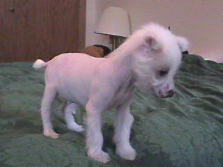 Harry 6 weeks (Harry is $300)