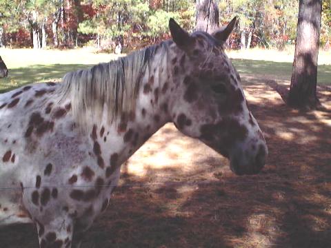 Baby ~ 2000 Reg. Appaloosa stud colt