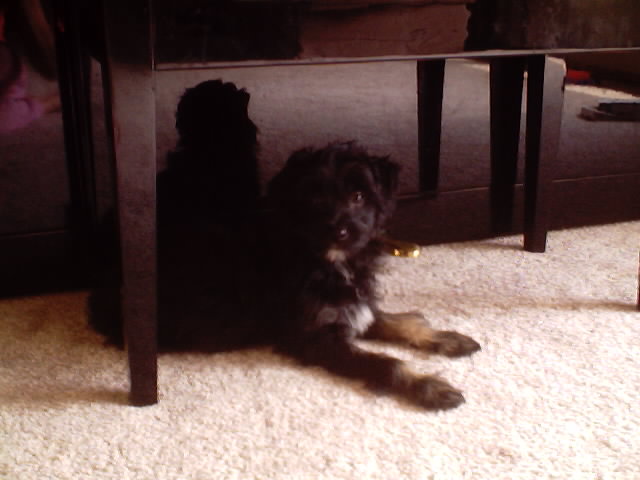Taken 6/10/02&nbsp; Tri-color puff girl $350