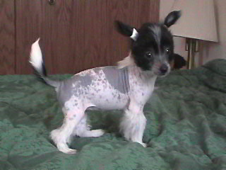 Minnie 6 weeks
