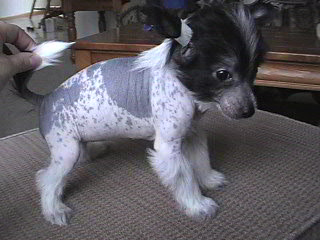 Minnie 6 weeks