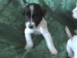 Minnie 4 weeks