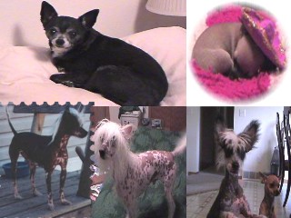 My Dogs
