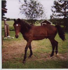 Pacer ~ Morgan/Quarter Horse 1999 gelding (yearling pic)