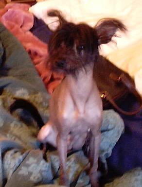 Poppy 6 mths old