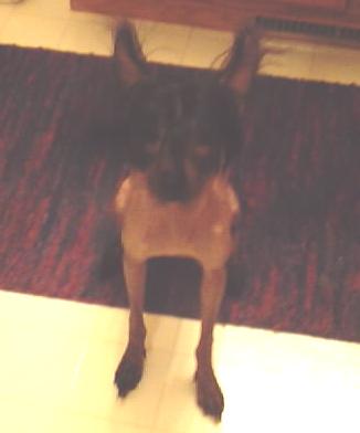 Poppy 8 mths