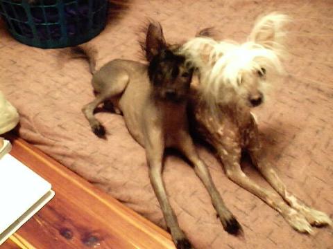 Poppy & Tinkerbell