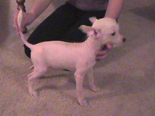 Scooter 10 weeks-True Hairless $400