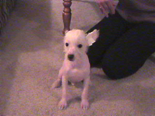 scooter 10 weeks (True hairless $400)