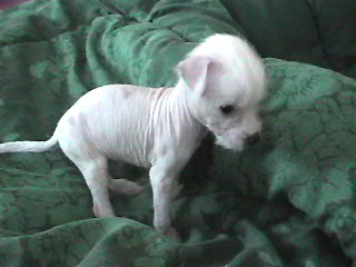 scooter 4weeks (He is a true hairless $400)