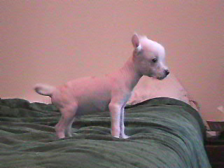 Scooter 6 weeks-True Hairless $400