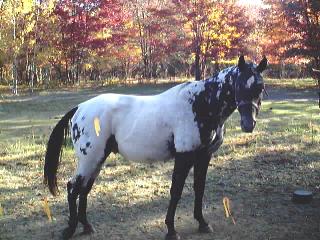 Spanish ~ 1997 Reg. Appaloosa gelding