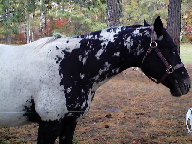 Spanish ~ 1997 Reg. Appaloosa gelding