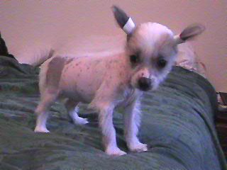 teddy 6 weeks