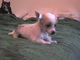 teddy 6 weeks