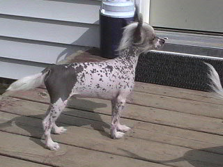 Teddy 3 months $250