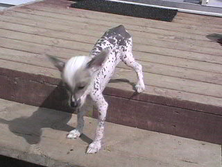 $250 please email for more info about Teddy 3 months