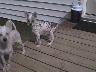 $250 please email for more info about Teddy 3 months