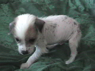 teddy 4 weeks