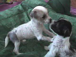 Teddy & Minnie 4 weeks