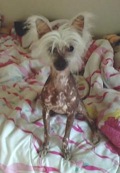 Tinkerbell 7 mths