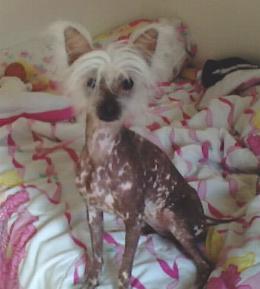 Tinkerbell 7 mths