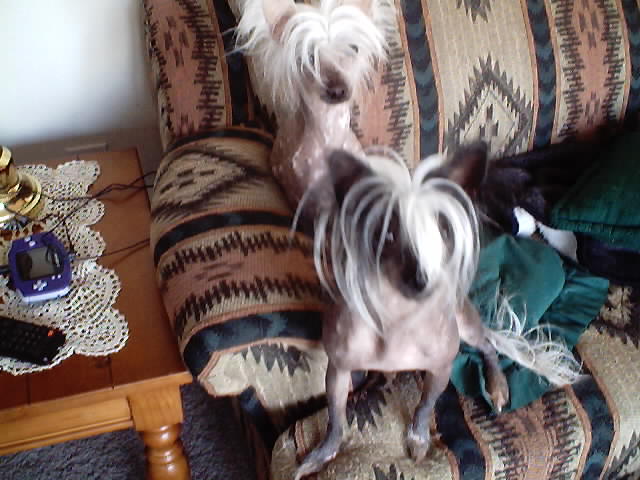 Tinkerbell & Winnie(mom)