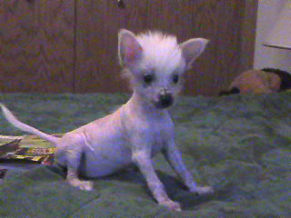 tinkerbell 6 weeks (True hairless)