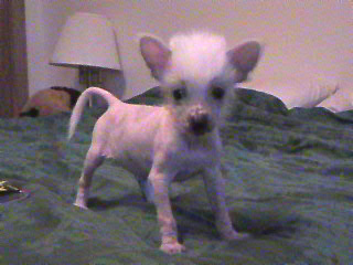 tinkerbell 6 weeks (True hairless)