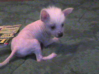 Tinkerbell went to live in New York