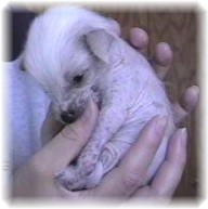 tinkerbell 4 weeks