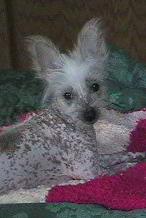 Tinkerbell 3 mths