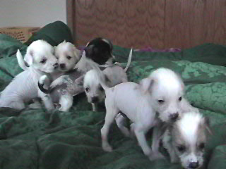 puppies at 4 weeks