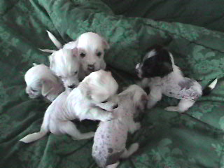 puppies at 4 weeks