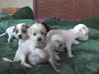 puppies at 4 weeks