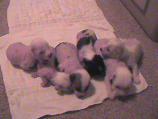 Pups at 2 weeks
