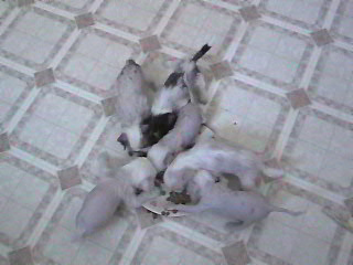 First feeding 4 weeks