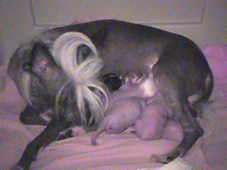 Mom (Winnie) and new babies