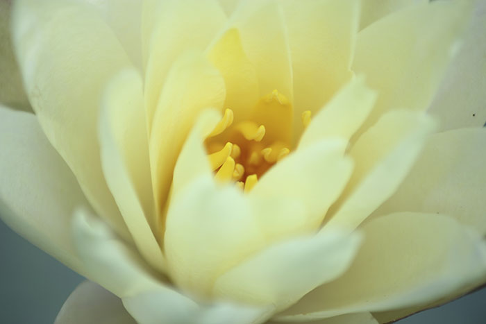 lily
