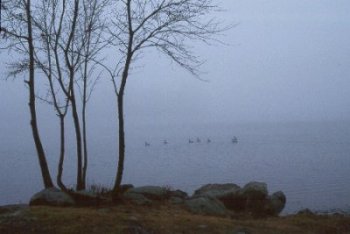 Geese in Wawayanda Lake, fog