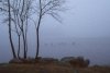 Geese in Wawayanda Lake, fog