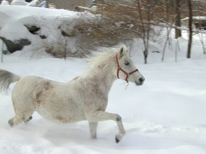 great trot 1999
