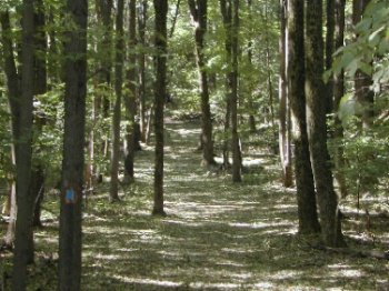 Wingdam Trail