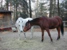 Talla and Star