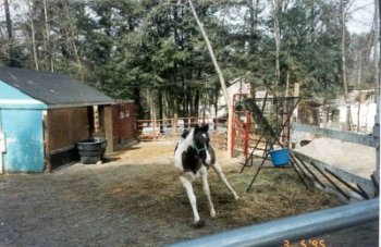 baby Dakota